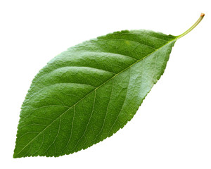 Wall Mural - cherry leaf isolated on white background.