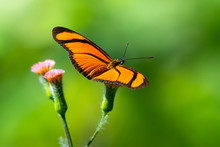 A Flambeau Butterfly Resting On A Small Pink Wild Flower In An Open Meadow In The Rain Forest.