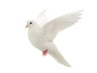 White dove in flight on a white