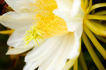 A closeup shot of a pitaya flower