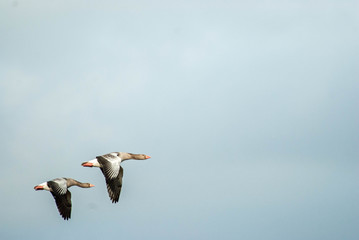  Flyin Geese