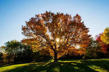 sugar maple in autumn sunrise