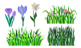Fototapeta Tulipany - Grass And Flower Elements For Decoration. Vector Illustrated Set