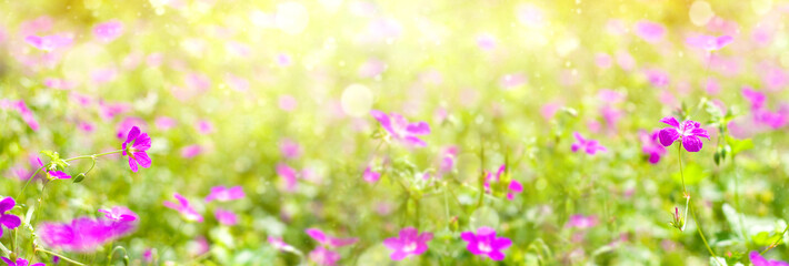  Summer bright background. Summer landscape with wildflowers of pink flowers in the sunlight.