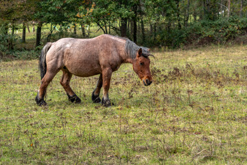 Canvas Print - Cheval dans un paturage