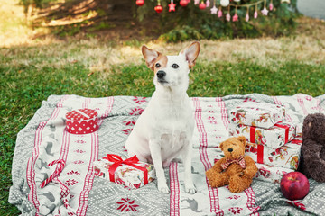 Christmas dog Jack Russell Terrier. Winter holidays and animal concept. Merry Christmas and Happy Holidays Greeting card. Christmas in July