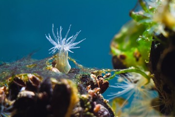 Wall Mural - orange striped green sea anemone, possibly Diadumene lineata, unique and funny marine creature, deathly predator with venomous tentacles hunt on a stone in Black Sea saltwater biotope aquarium