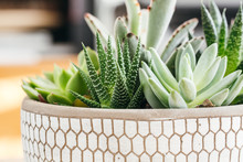 Potted Succulents In Concreate Decorative  Planter