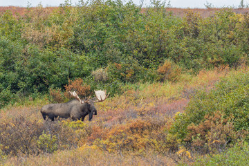 Canvas Print - Alaska Yukon Bull Moose in Autumn