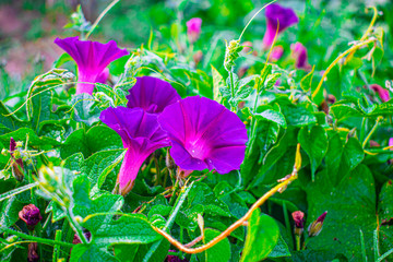 Poster - flores entre hojas verdes de color rosado