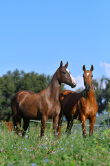 Wall Mural - Two akhal teke breed horses, bay and chestnut, standing in the field free. Animal portrait.