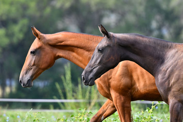  Two akhal teke breed horses, bay and chestnut, running in the field free. Animal portrait.