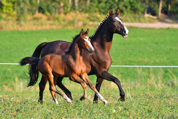 Wall Mural - Dark bay mare with blaze and plated mane running with her foal in the green field.