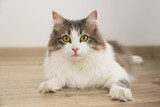 Fototapeta Koty - tricolor fluffy Siberian cat isolated on a gray background
