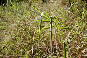 grass in the garden