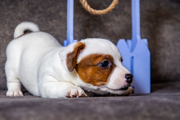 The puppy of breed Jack Russell Terrier