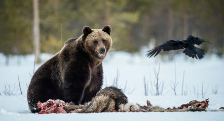 Wall Mural - Brown bear awoke from hibernation, eats the moose's corpse. A brown bear in the forest. Adult Big Brown Bear Male. Scientific name: Ursus arctos.