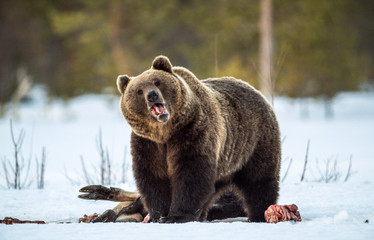 Wall Mural - brown bear awoke from hibernation, eats the moose's corpse. a brown bear in the forest. adult big br