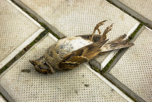 Bird Shot Down By Car. Sparrow On The Sidewalk.