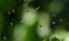 A Spider Web Full Of Trapped Insects In Autumn Against Green Background