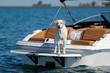 canvas print picture - A labrador retriever dog standing on a boat.