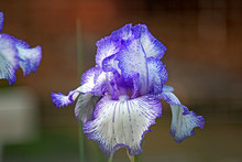 White And Purple Bearded Iris