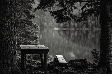 old bench in the forest