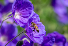 Honeybee Taking Flight After Collecting Nectar From Purple Flower In Bloom