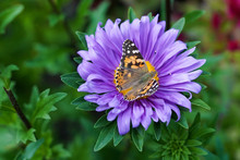 A Small Tortoiseshell Butterfly Pollinating A Purple Aster