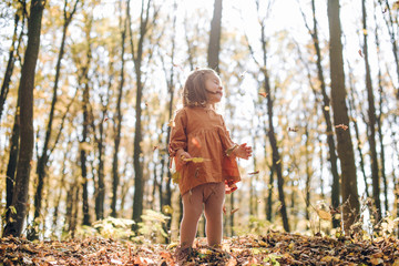 pretty little girl collects yellow leaves in autumn forest