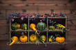 Colorful decorative gourds in a wood storage box mounted on dark wood planks wall