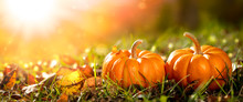 Two Mini Pumpkins And Leaves In Grass At Sunset - Thanksgiving/Autumn