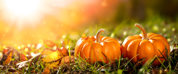two mini pumpkins and leaves in grass at sunset - thanksgiving/autumn