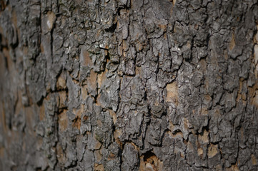 bark of a tree