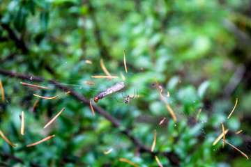spider and prey in web