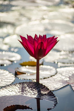 A Beautiful Red Waterlily Or Lotus Flower In Pond