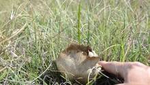 Man Is Touching Mushroom With His Hands In A Meadow At Autumn. Puffing Smoke Cloud And Brown Spores Coming Out Of Puffball Fungus In Grassland. White Giant Puffball Mushroom On Field In Nature.  