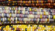 HD Video Zooming In On Colorful Pastel Colored Indian Corn. A Symbol Of Harvest Season, Ears Of Corn With Multicolored Kernels Crop Up Every Fall Adorning Doors And Grace Center Pieces