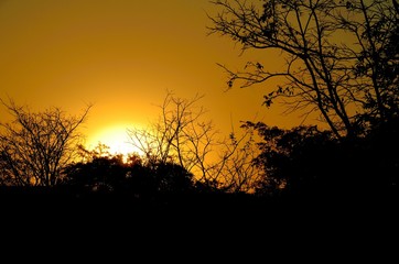 silhouette of tree at sunset