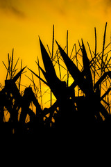 Wall Mural - abstract silhouettes of corn stalks