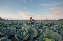 Farmer With Notebook In Cabbage Field