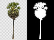 Isolated coconut palm tree on white background with high quality mask alpha channel and clipping path. Suitable for natural articles both on fine print and web page.