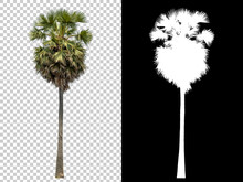 Isolated Coconut Palm Tree On White Background With High Quality Mask Alpha Channel And Clipping Path. Suitable For Natural Articles Both On Fine Print And Web Page.