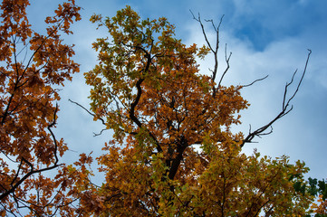 Wall Mural - colorful autumn forest tree in magical colors