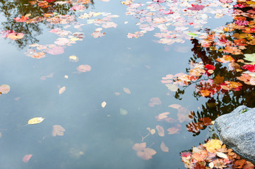 Wall Mural - color autumn leaves of in the water