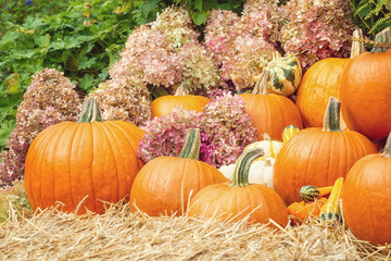 Wall Mural - Beautiful display of pumpkins and gourds with autumn flowers