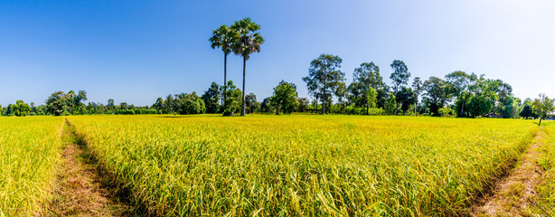 Wall Mural - Panorama, natural weather, rice fields that are emerging