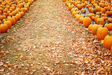 Canvas Print - pumpkins in a row at a pumpkin patch in autumn