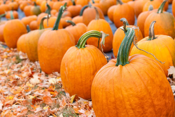 Wall Mural - pumpkins for sale at a pumpkin patch