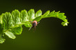 Wood tick hangs on a leaf. Green background. Lurking wood tick. Female of the tick sitting on a leaf, brown background. A common European parasite attacking also humans.
